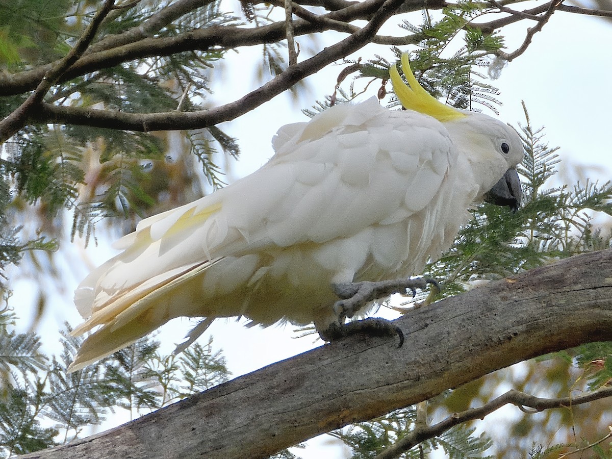 Büyük Sülfür Kakadusu - ML646751095