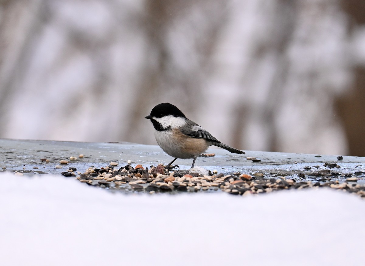Black-capped Chickadee - ML646751101