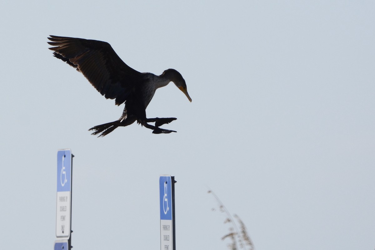 totoppskarv - ML646751102