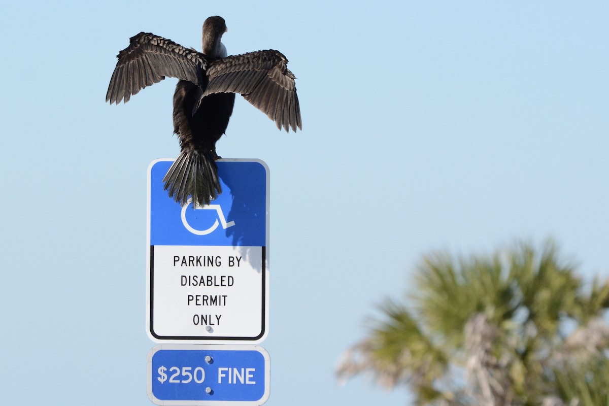 totoppskarv - ML646751103