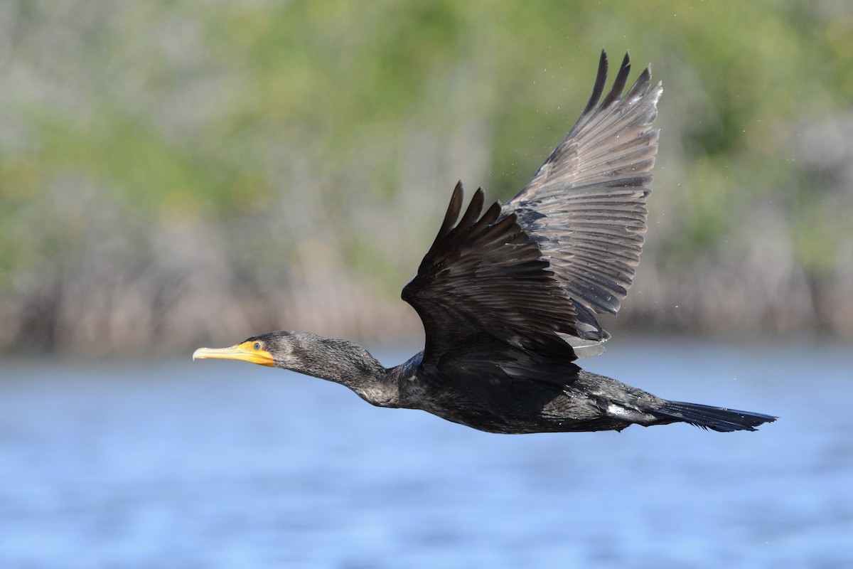 totoppskarv - ML646751104