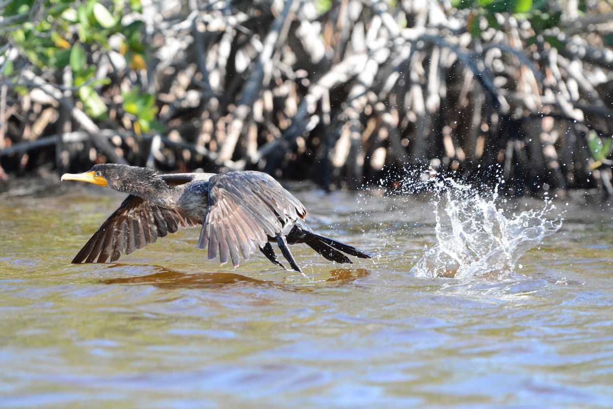 totoppskarv - ML646751105