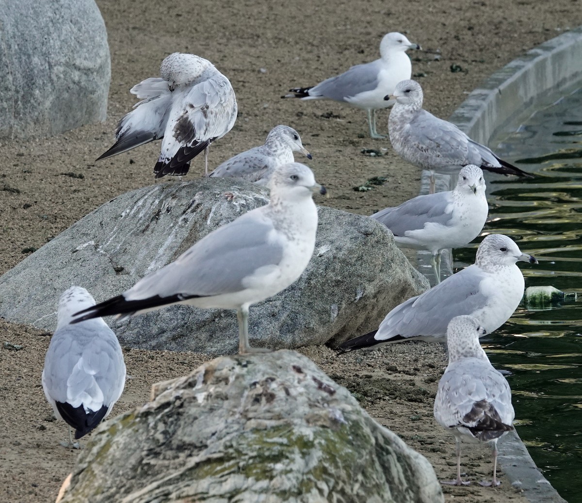 Ring-billed Gull - ML646751113