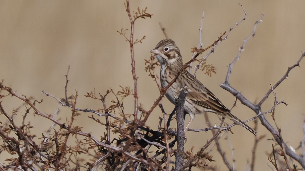 Abendammer - ML646751114