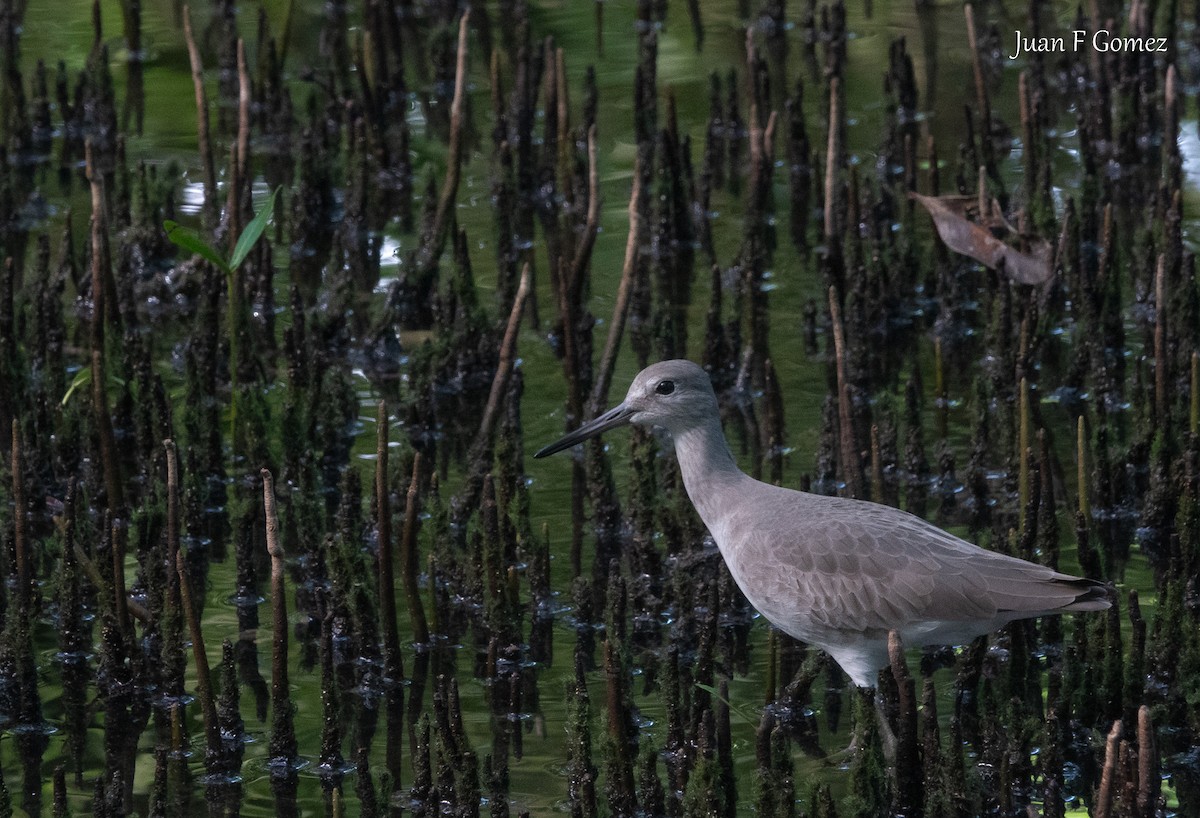 Willet - ML646751115