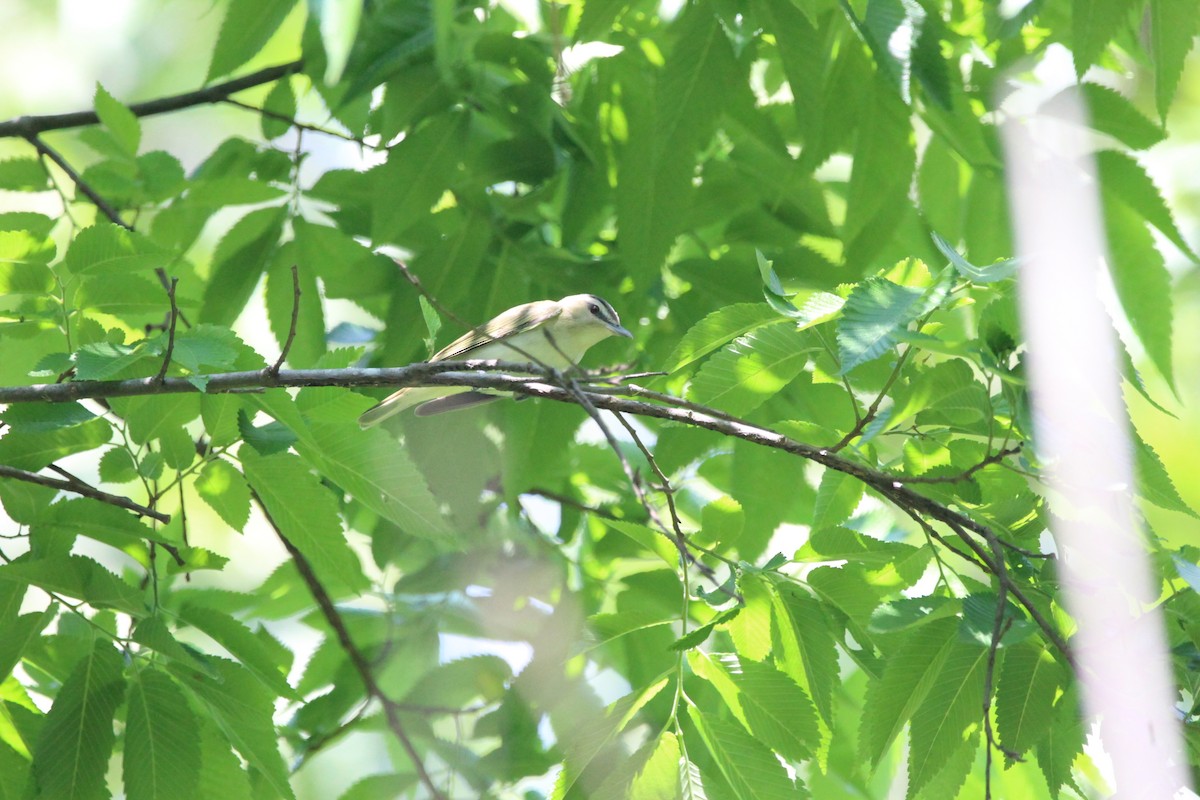 Vireo Ojirrojo - ML646751116