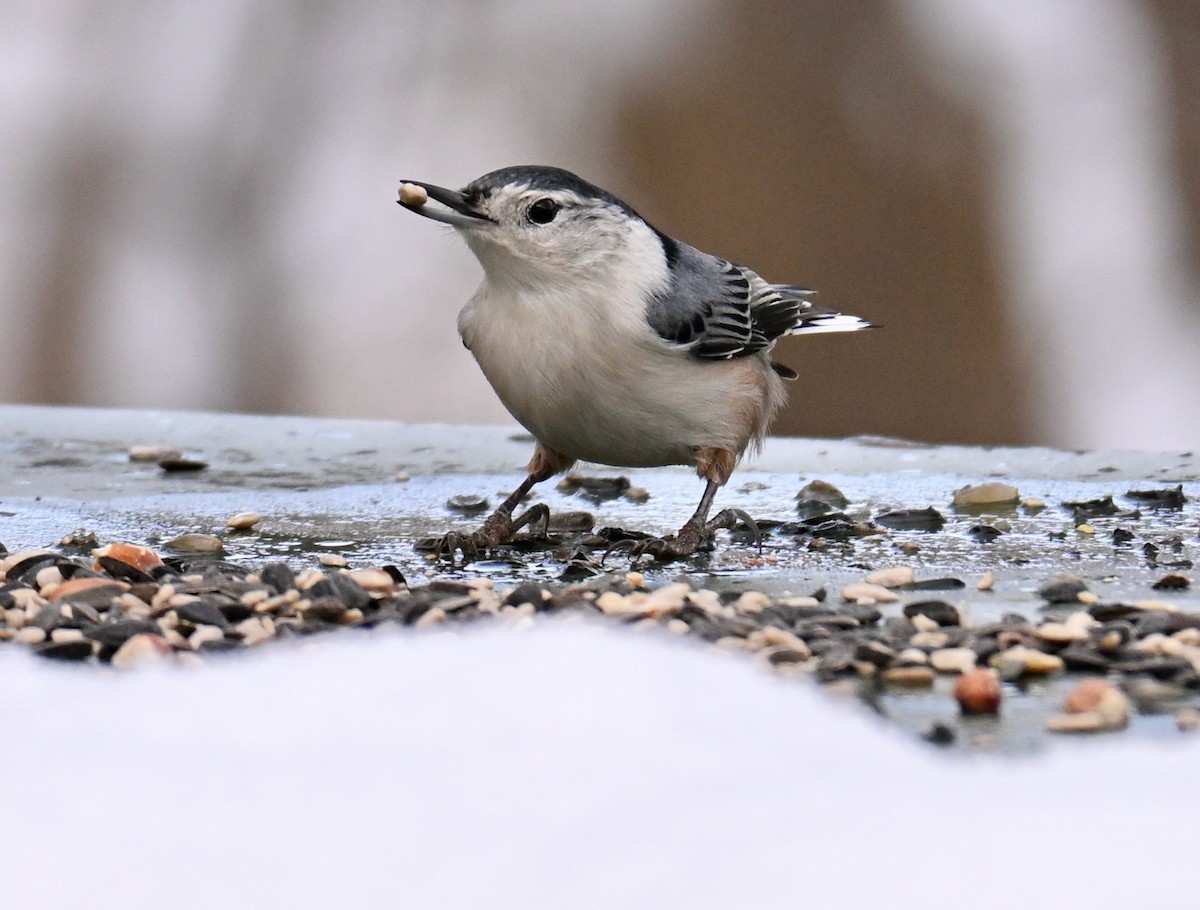 White-breasted Nuthatch - ML646751117