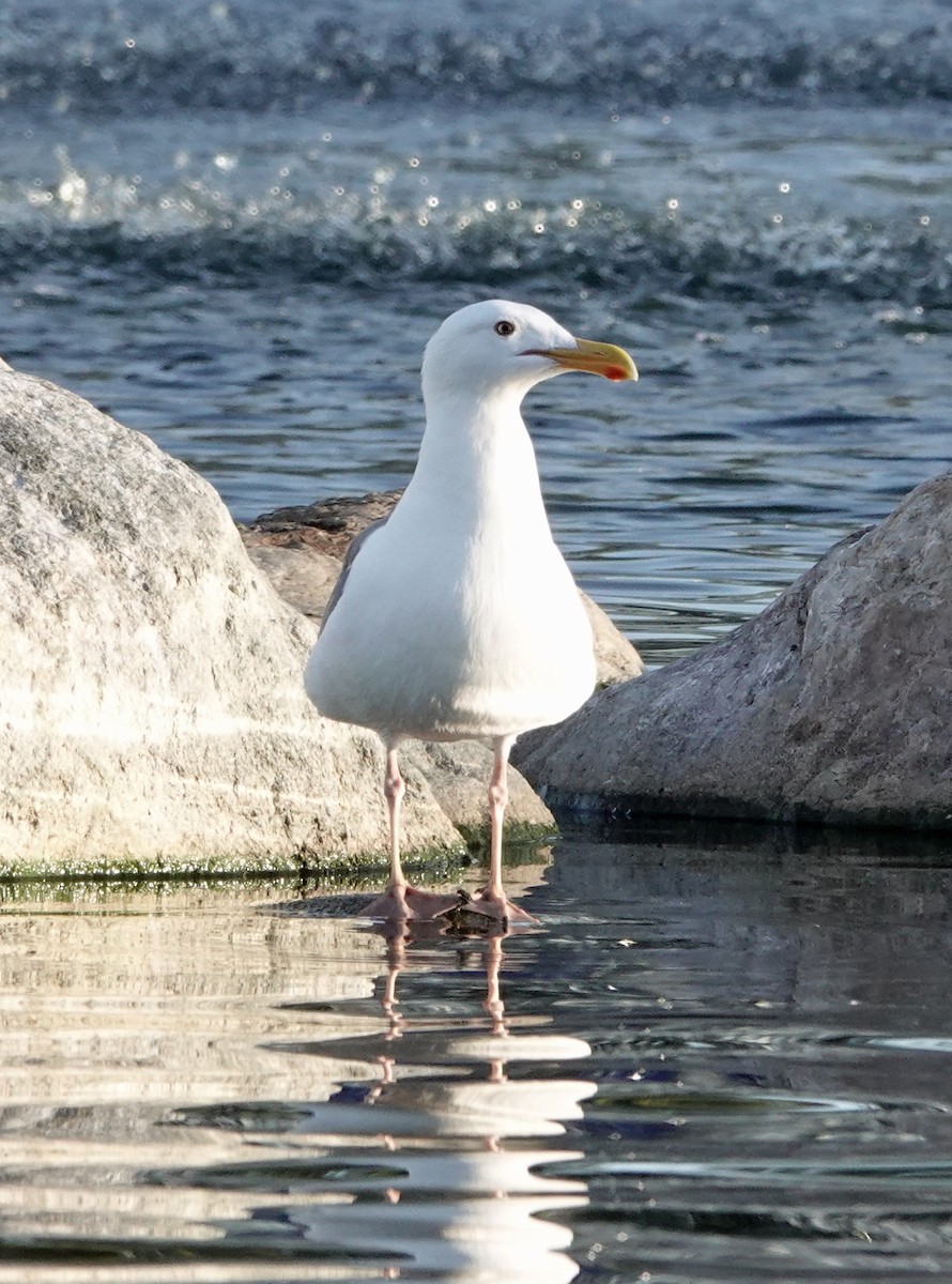 Western Gull - ML646751118