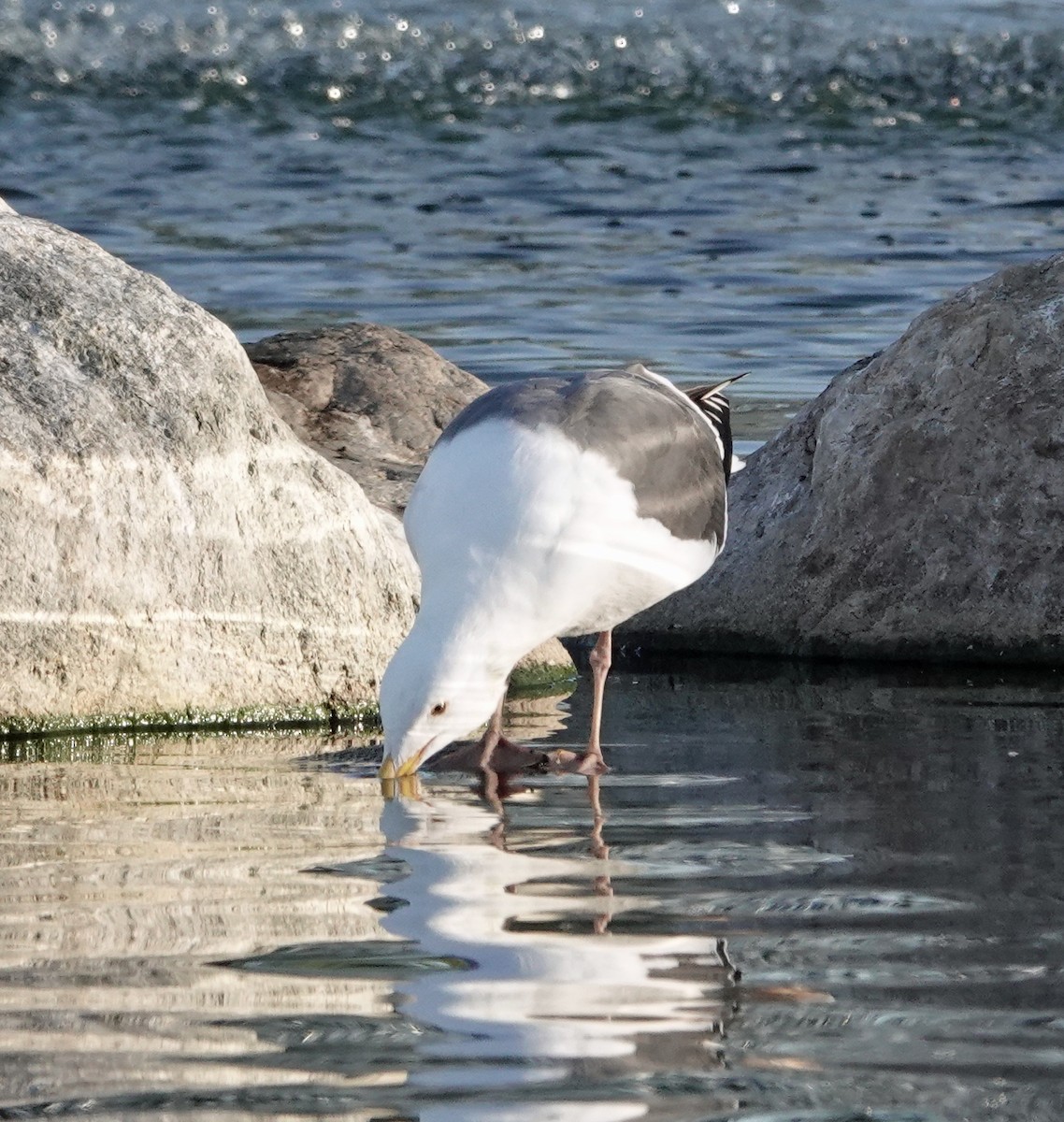 Western Gull - ML646751120