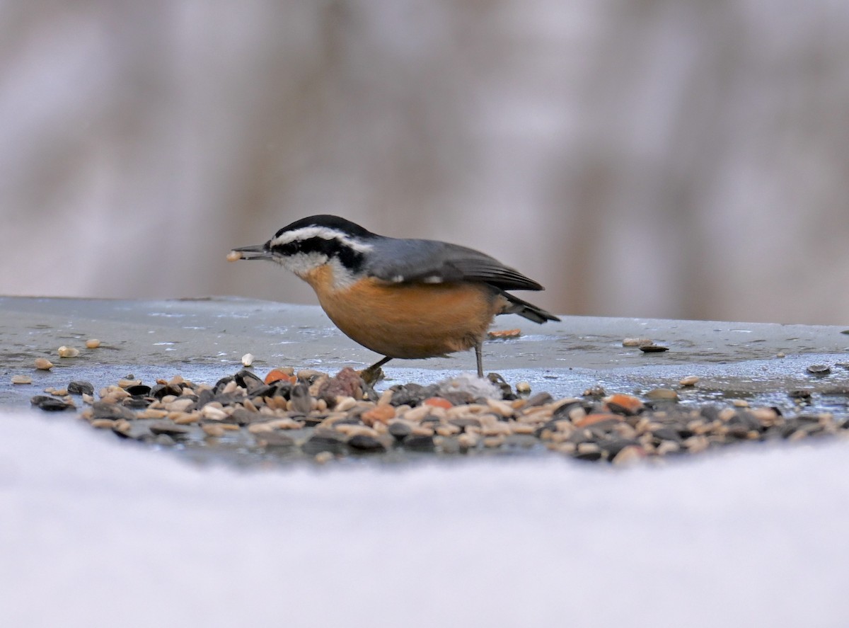 Red-breasted Nuthatch - ML646751121