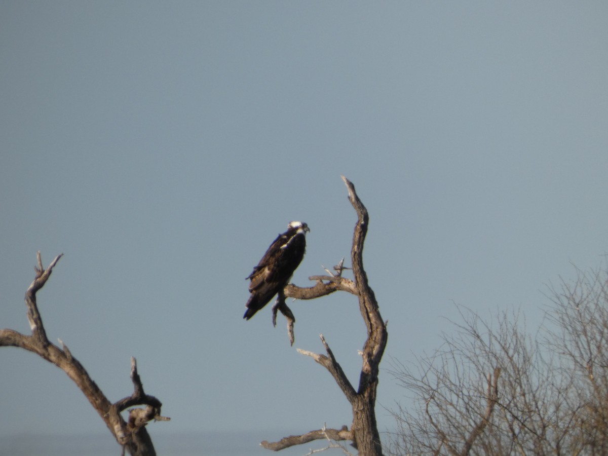 Osprey - ML646751122