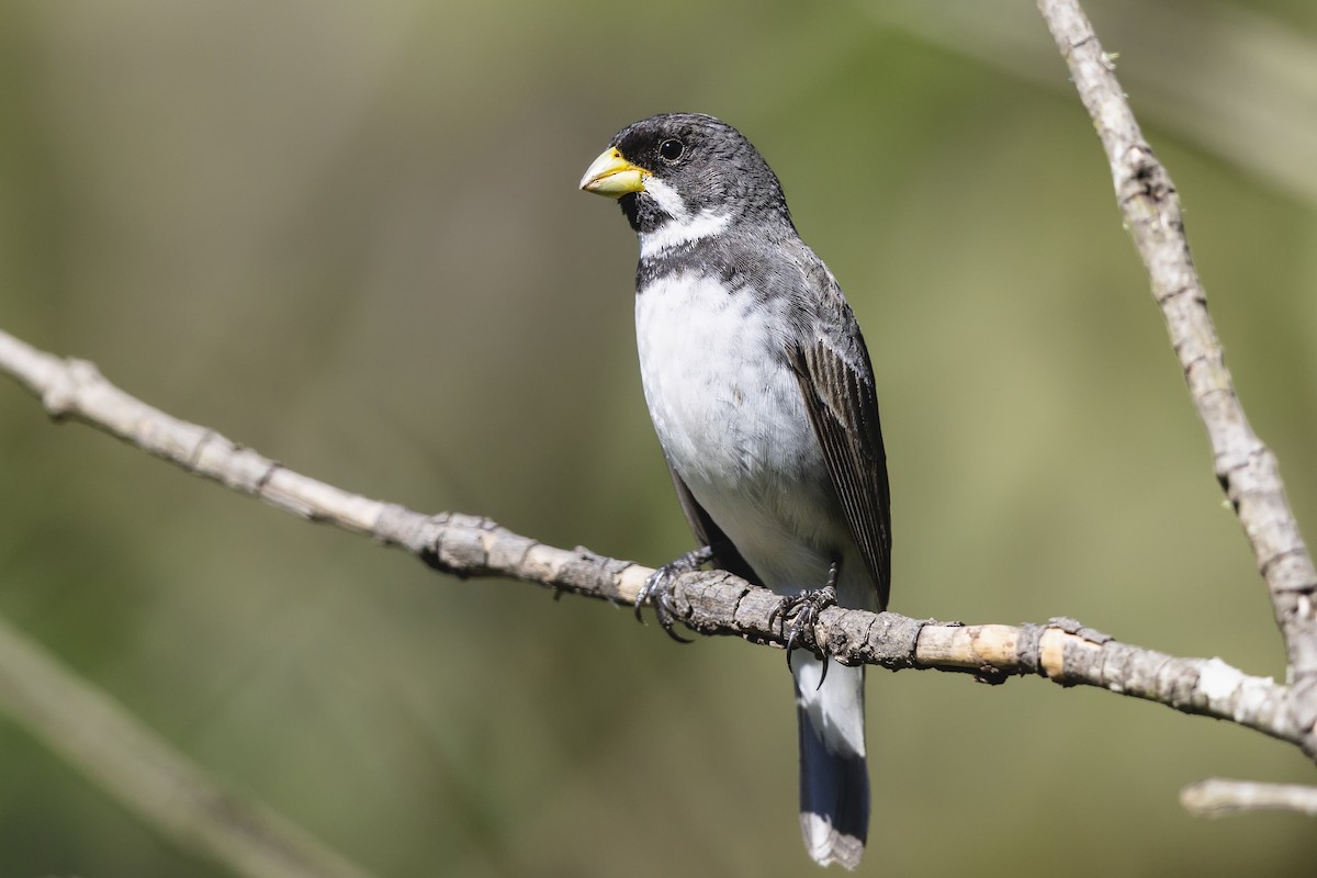 Double-collared Seedeater - ML646751123