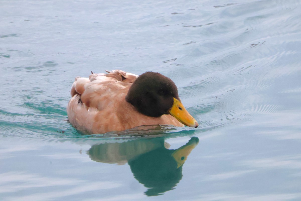 Mallard (Domestic type) - ML646751124