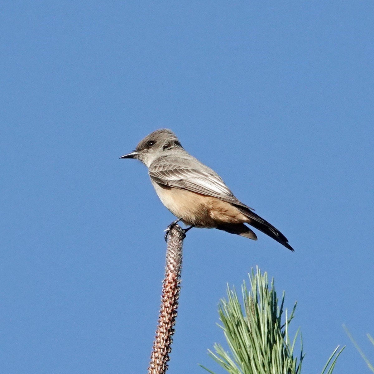 Say's Phoebe - ML646751126