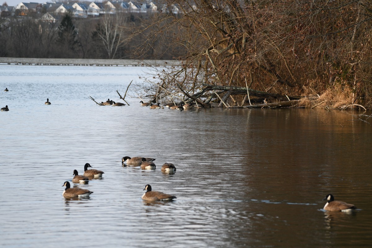 Канад галуу - ML646751127