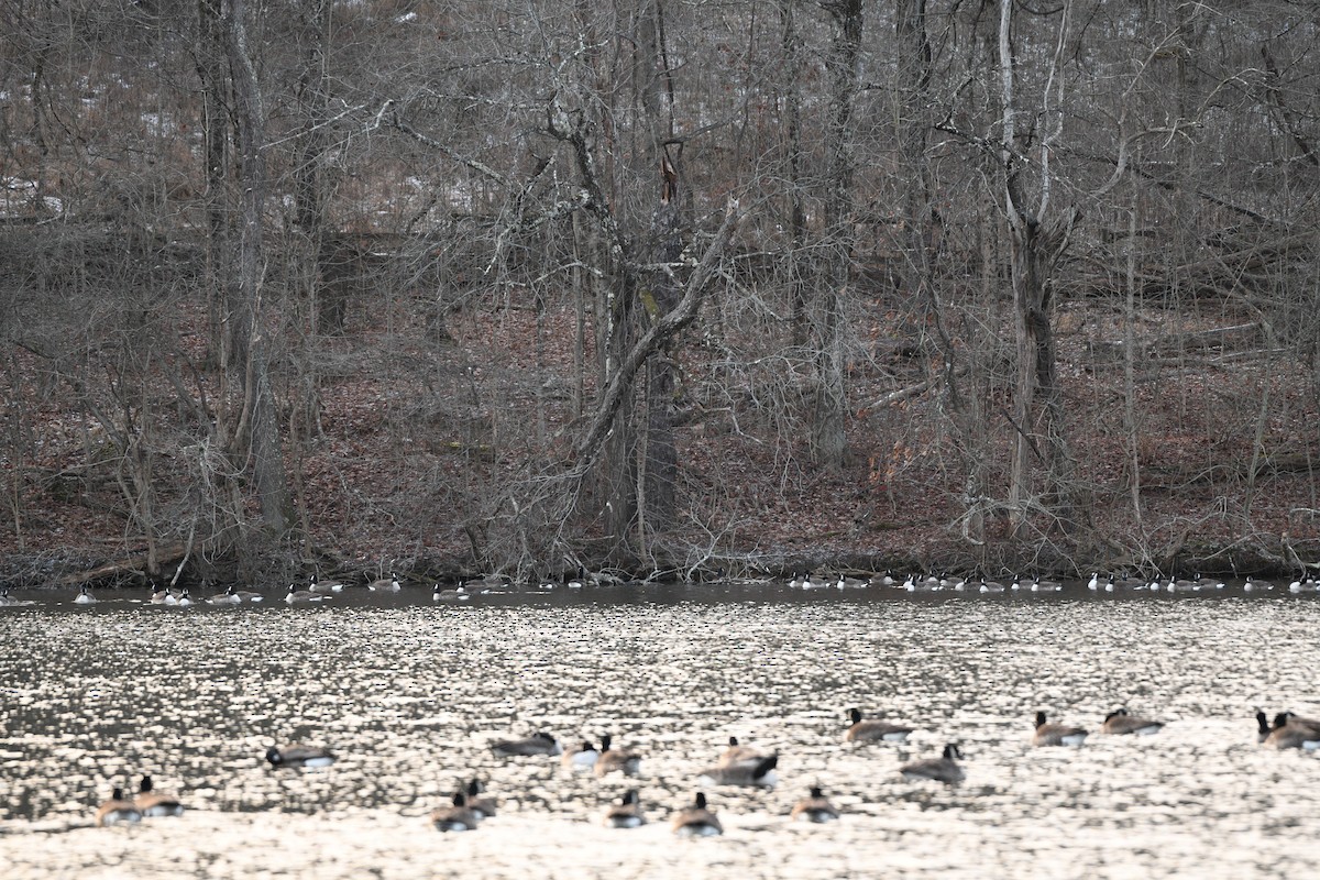 Канад галуу - ML646751128