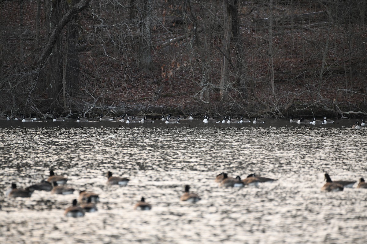 Канад галуу - ML646751129