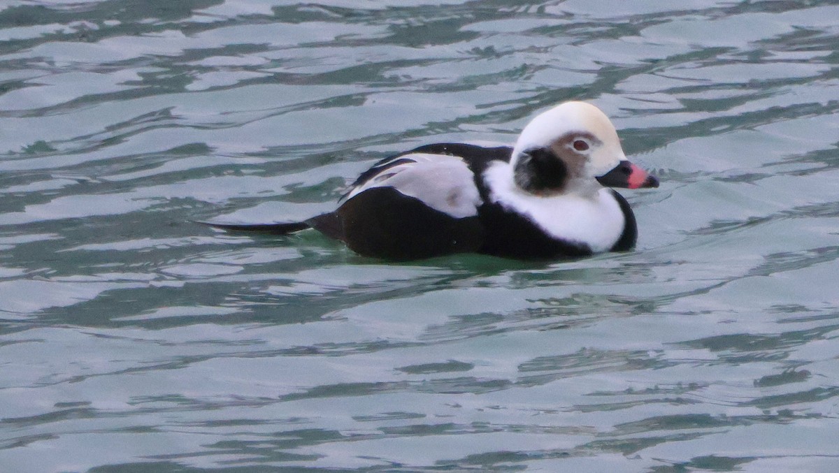 Long-tailed Duck - ML646751130