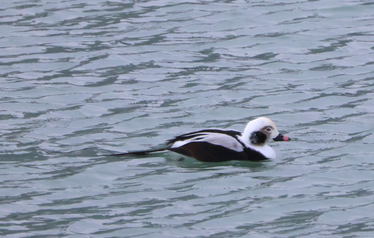 Long-tailed Duck - ML646751131