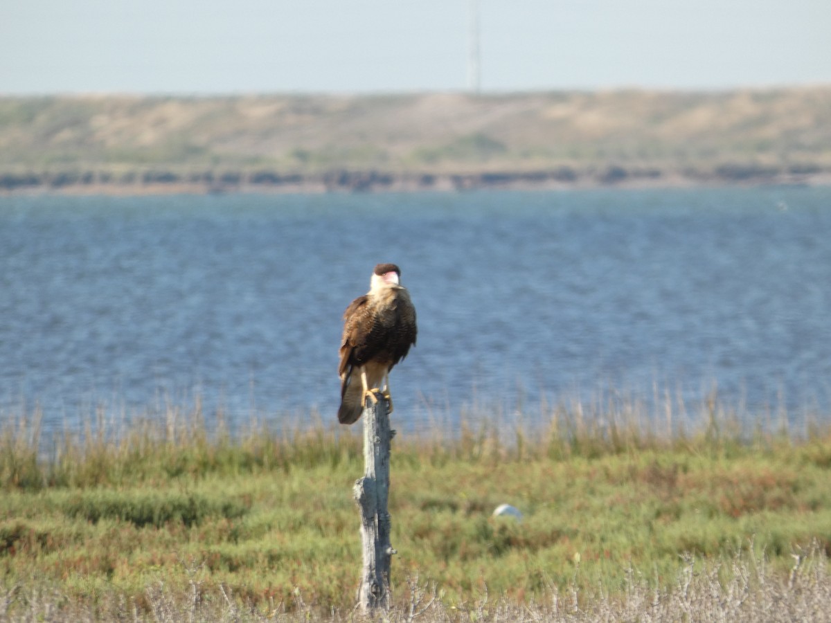 Crested Caracara - ML646751133