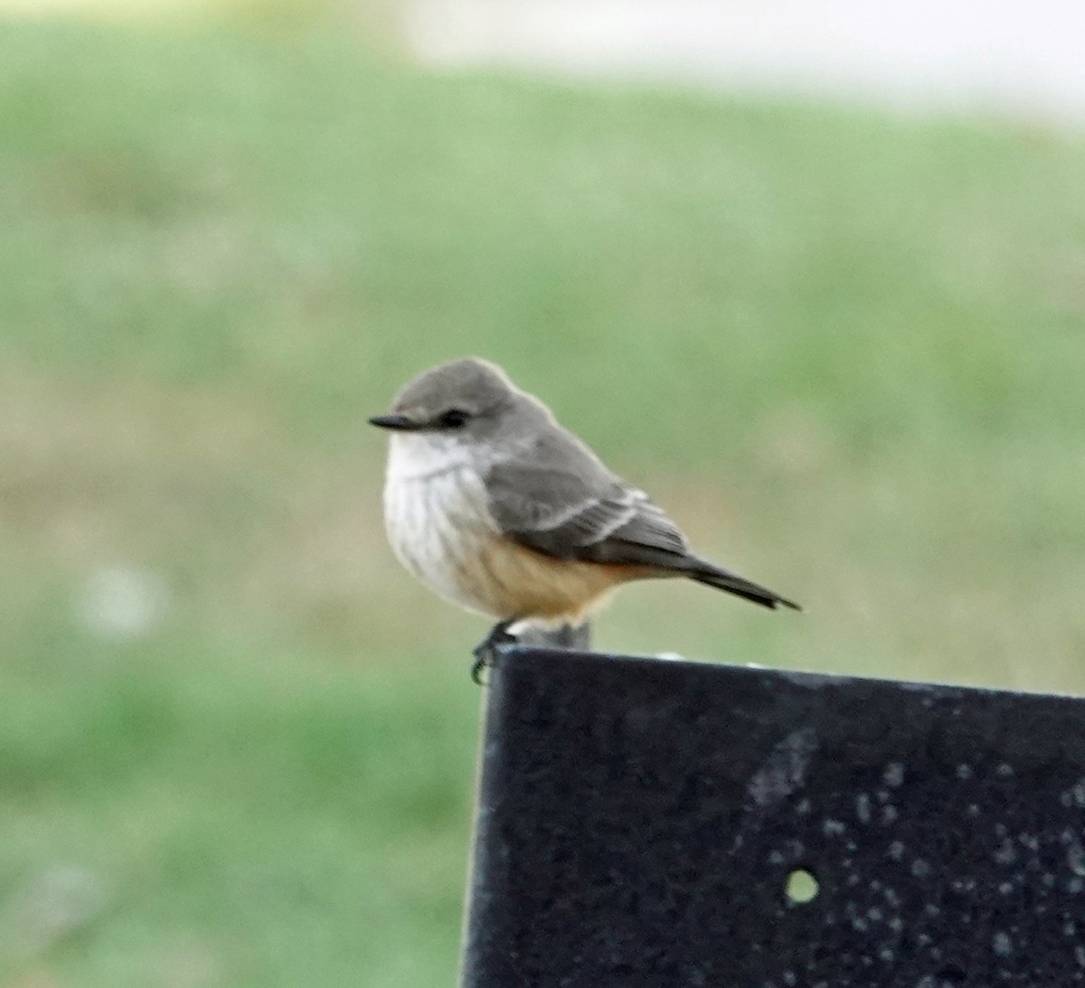 Vermilion Flycatcher - ML646751134