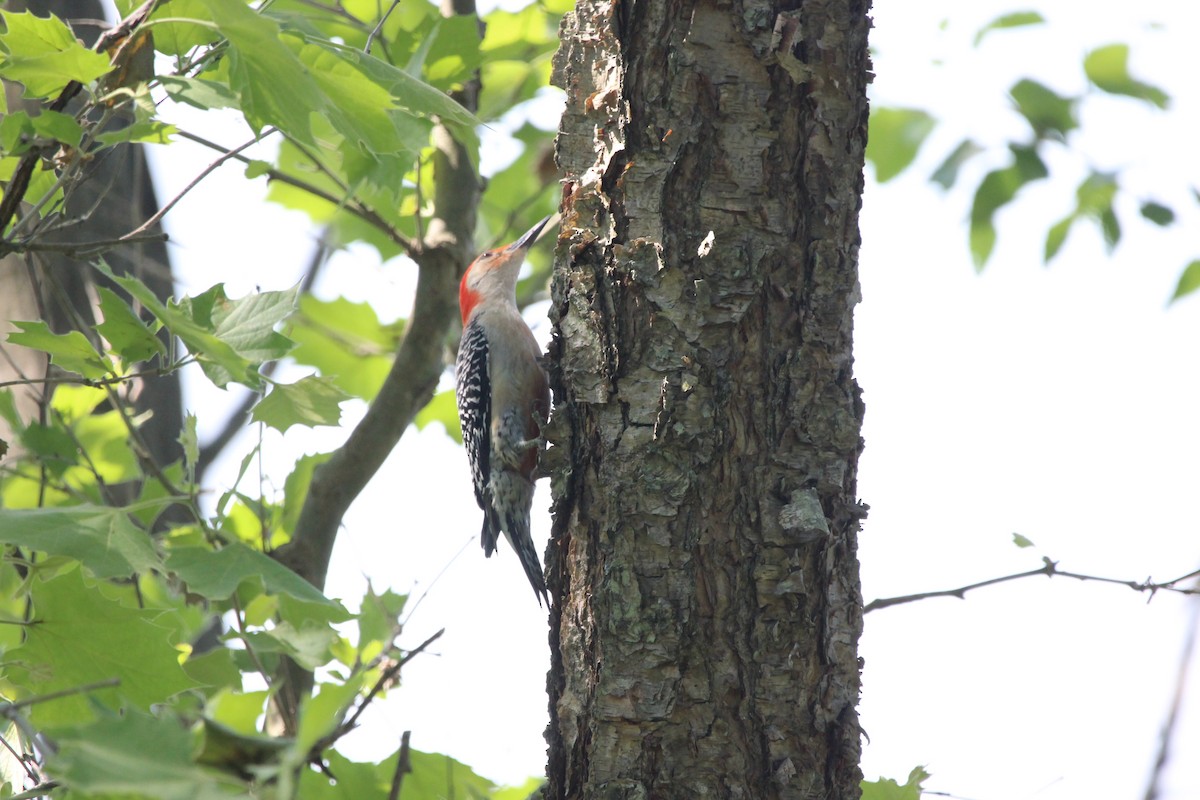 Carpintero de Carolina - ML646751135