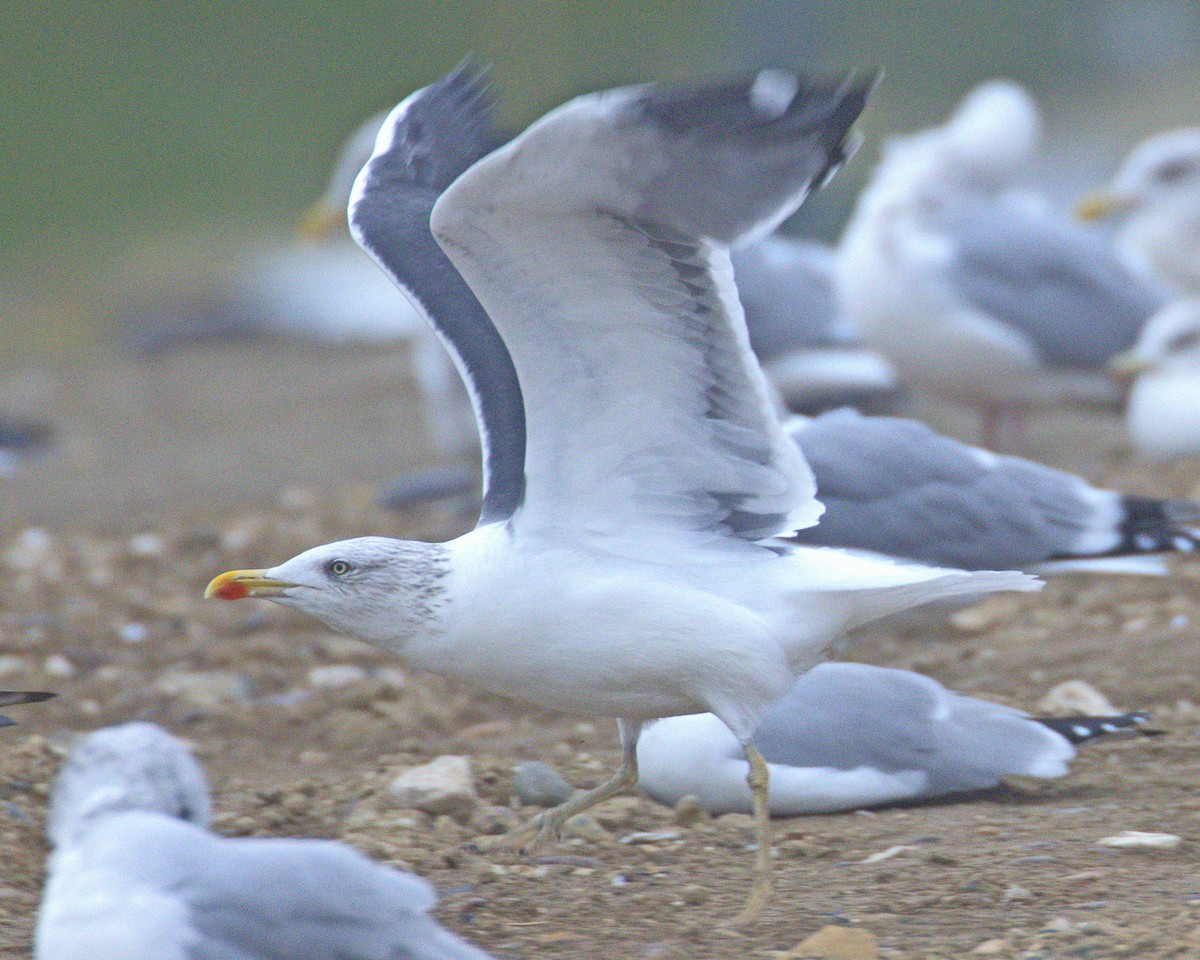 Lesser Black-backed Gull - ML646751136