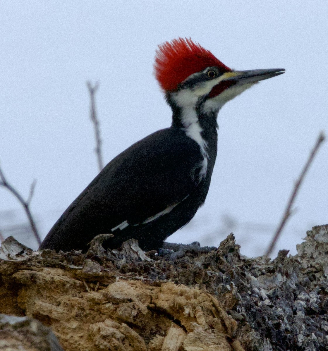 Helmspecht - ML646751137