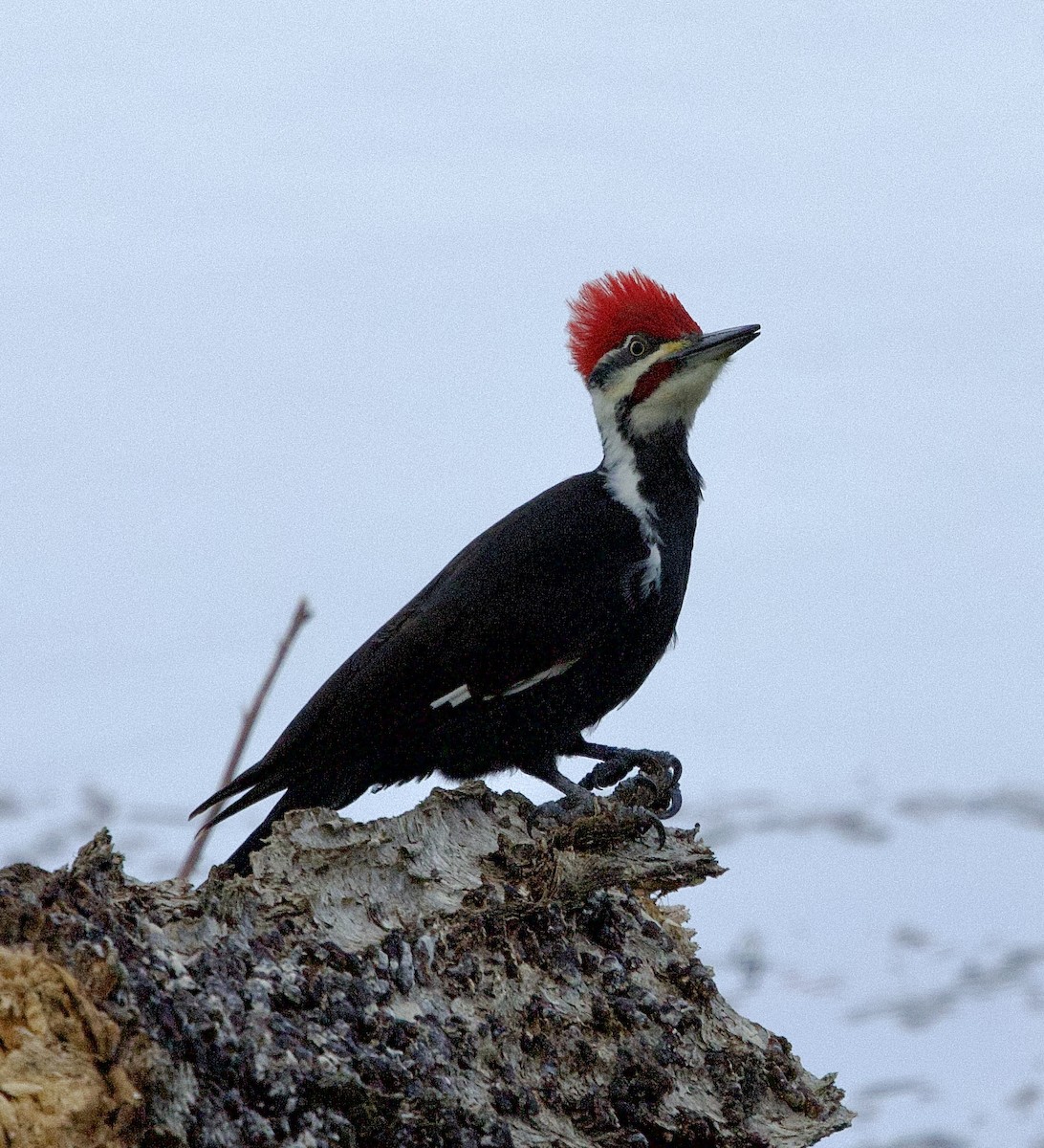 Helmspecht - ML646751138