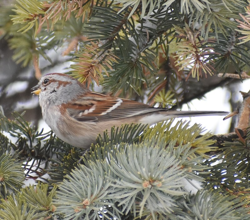 American Tree Sparrow - ML646751139