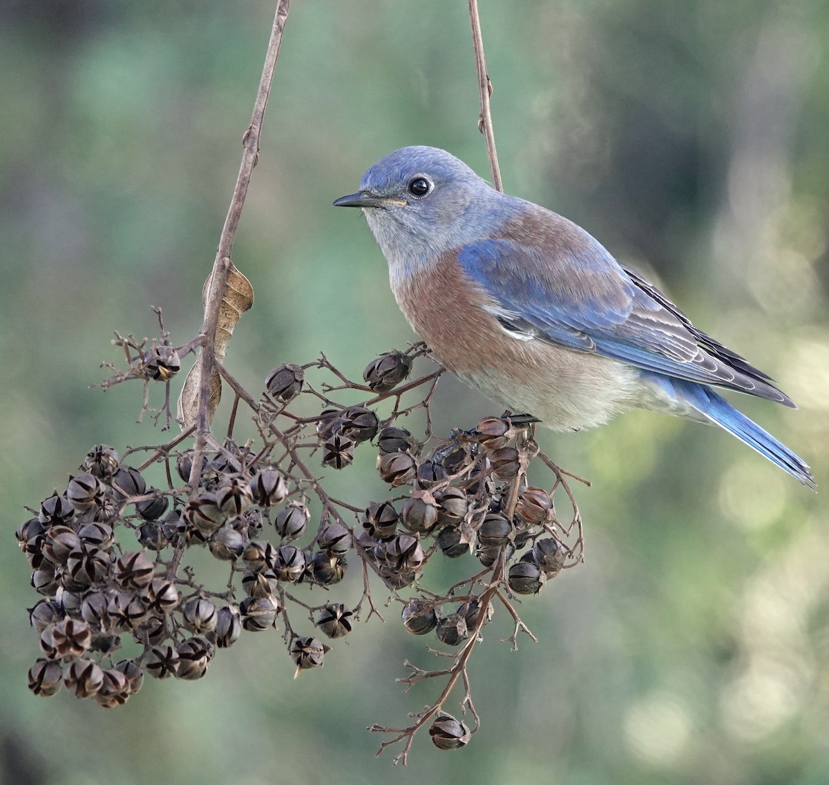 Western Bluebird - ML646751142
