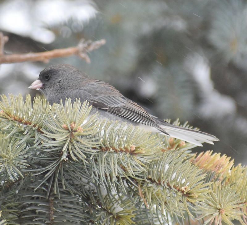 Dark-eyed Junco - ML646751144