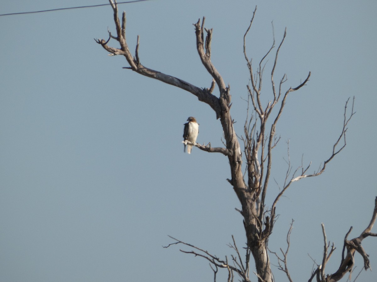 diurnal raptor sp. - ML646751145