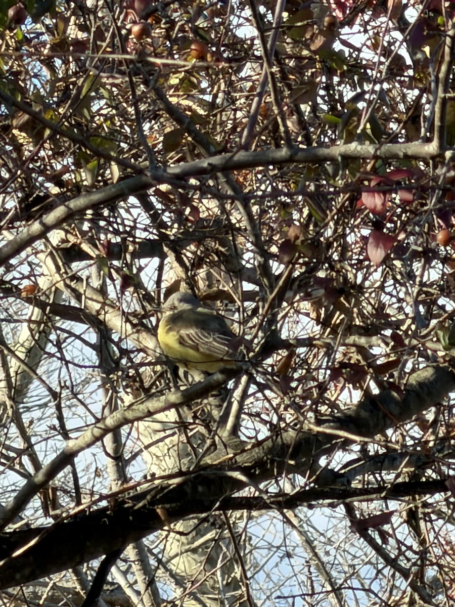 Western Kingbird - ML646751146