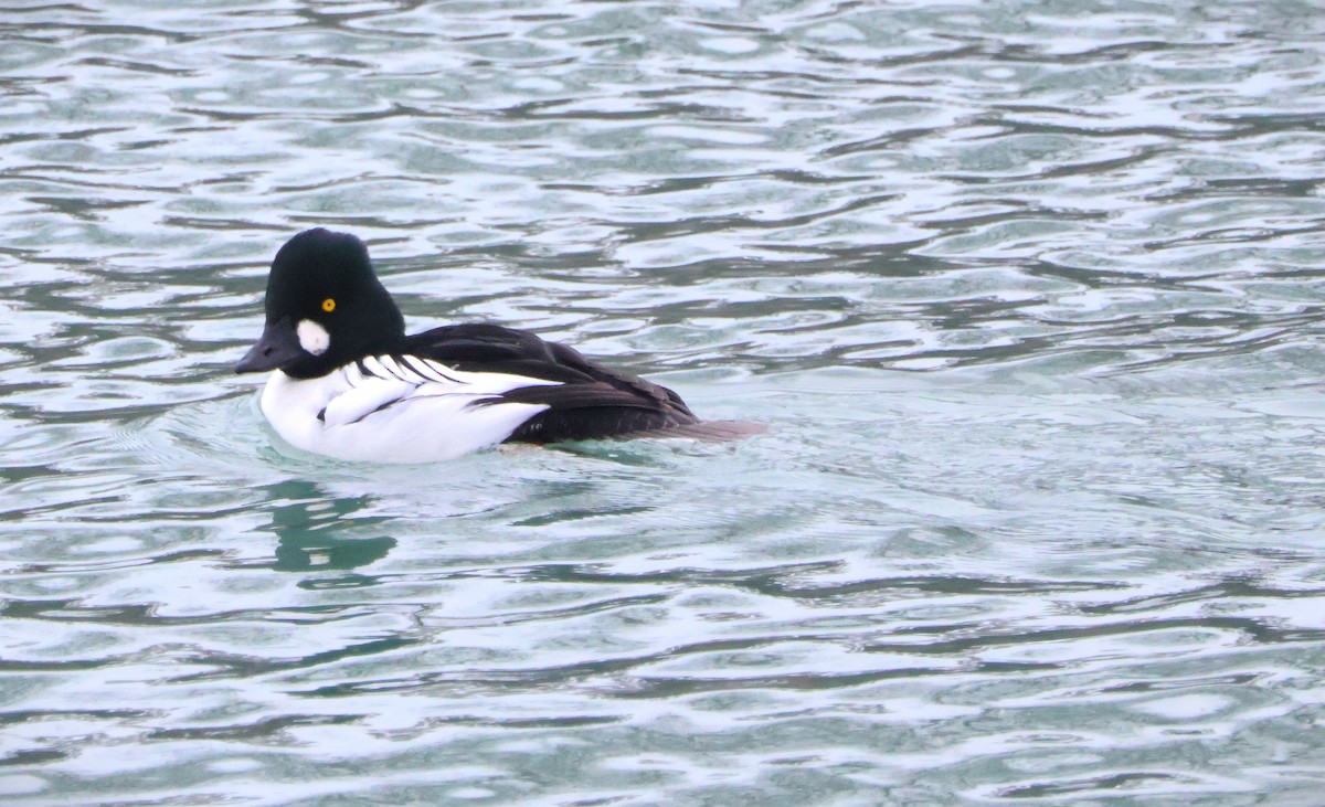 Common Goldeneye - ML646751148