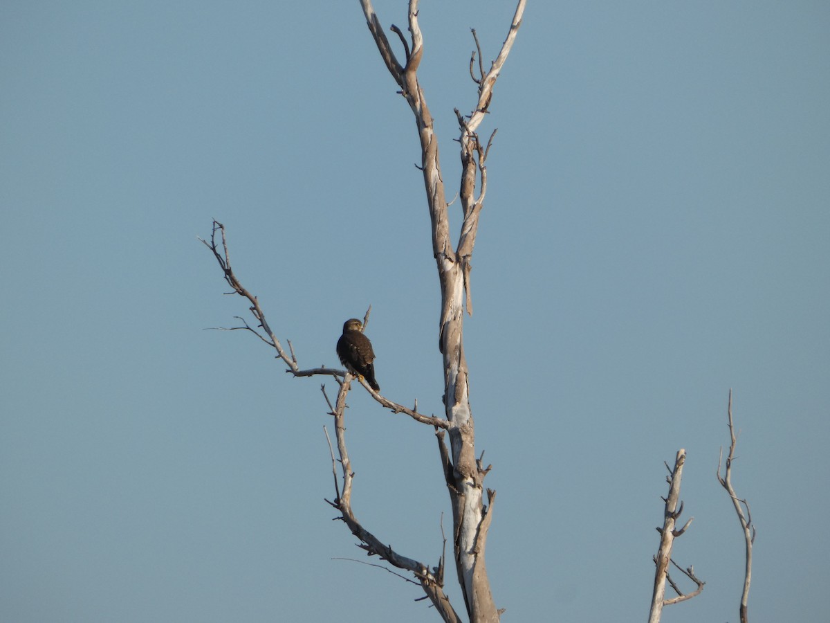 Merlin - ML646751149