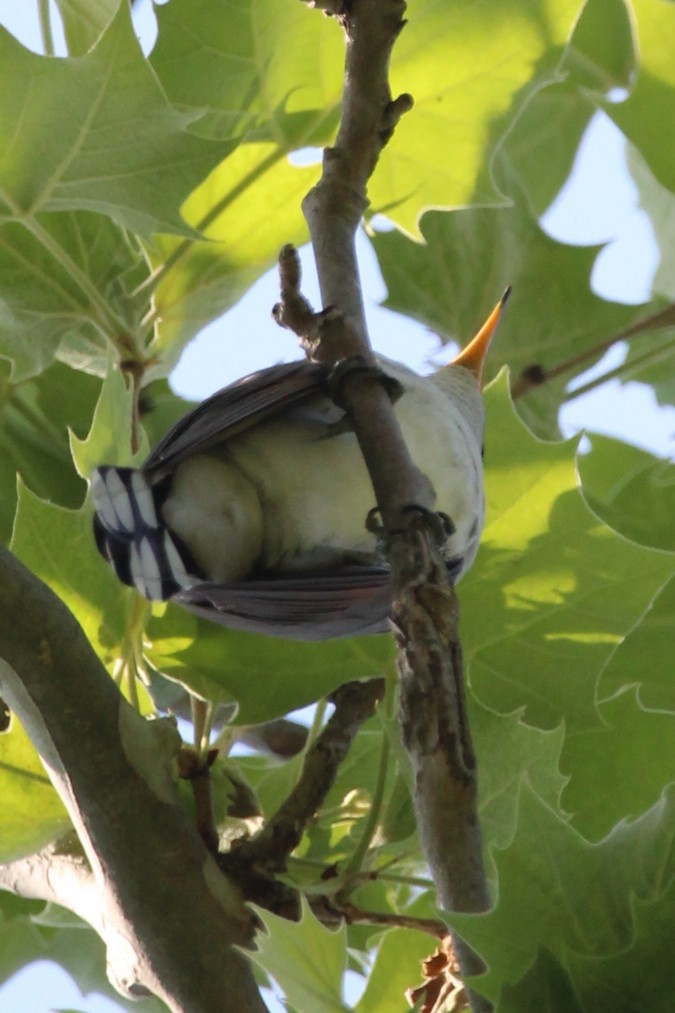 Cuclillo Piquigualdo - ML646751151