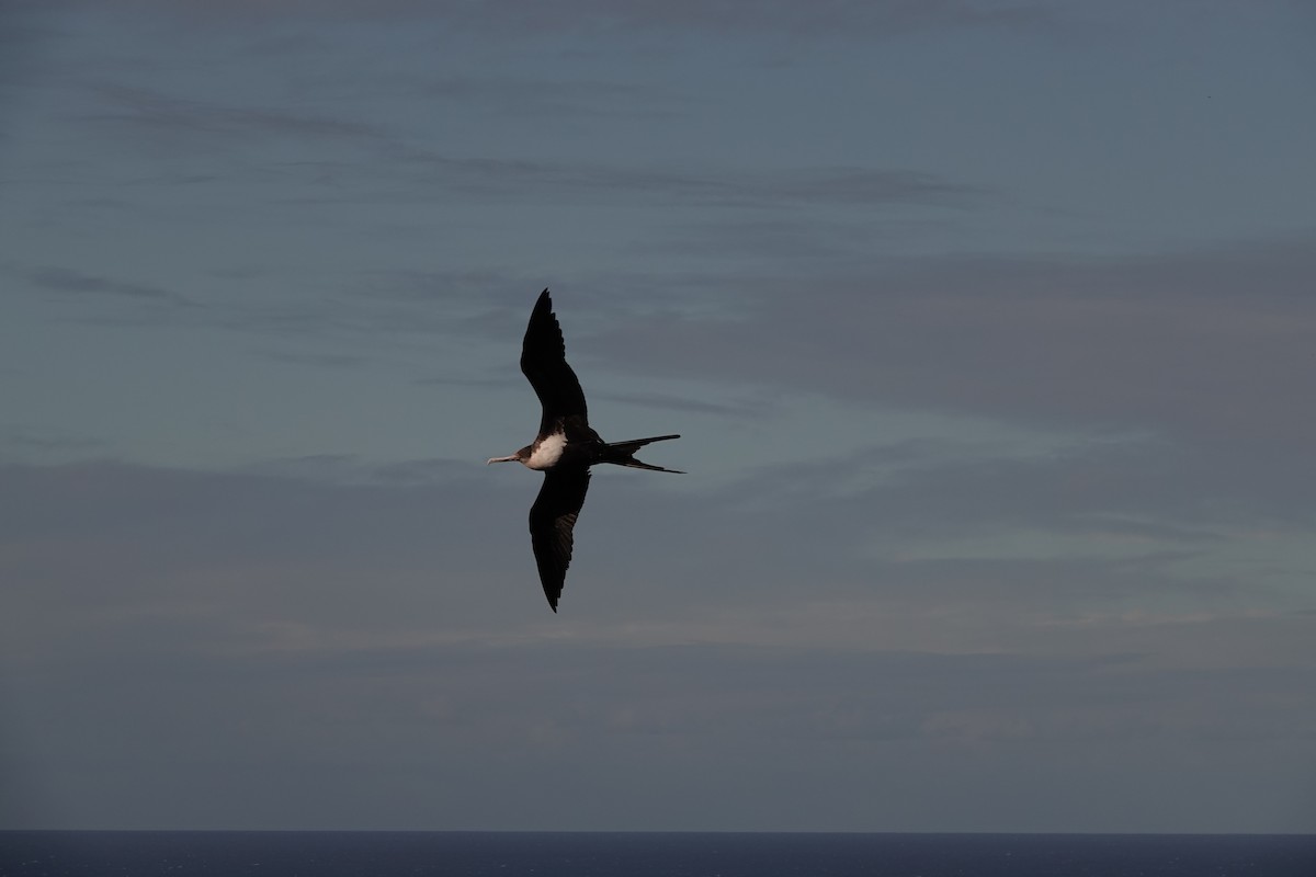Great Frigatebird - ML646751152