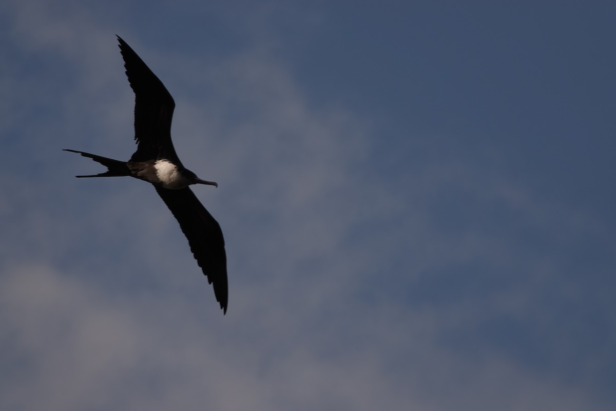 Great Frigatebird - ML646751153
