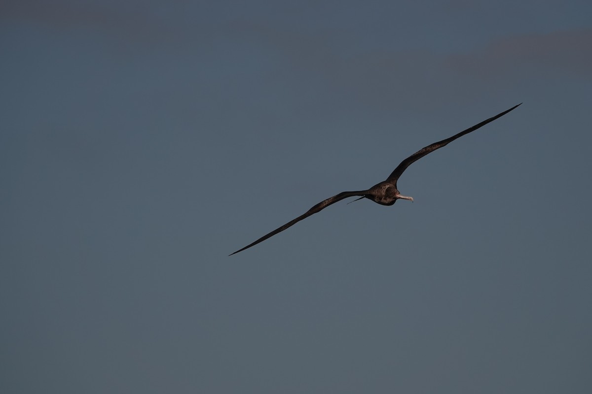 Great Frigatebird - ML646751154