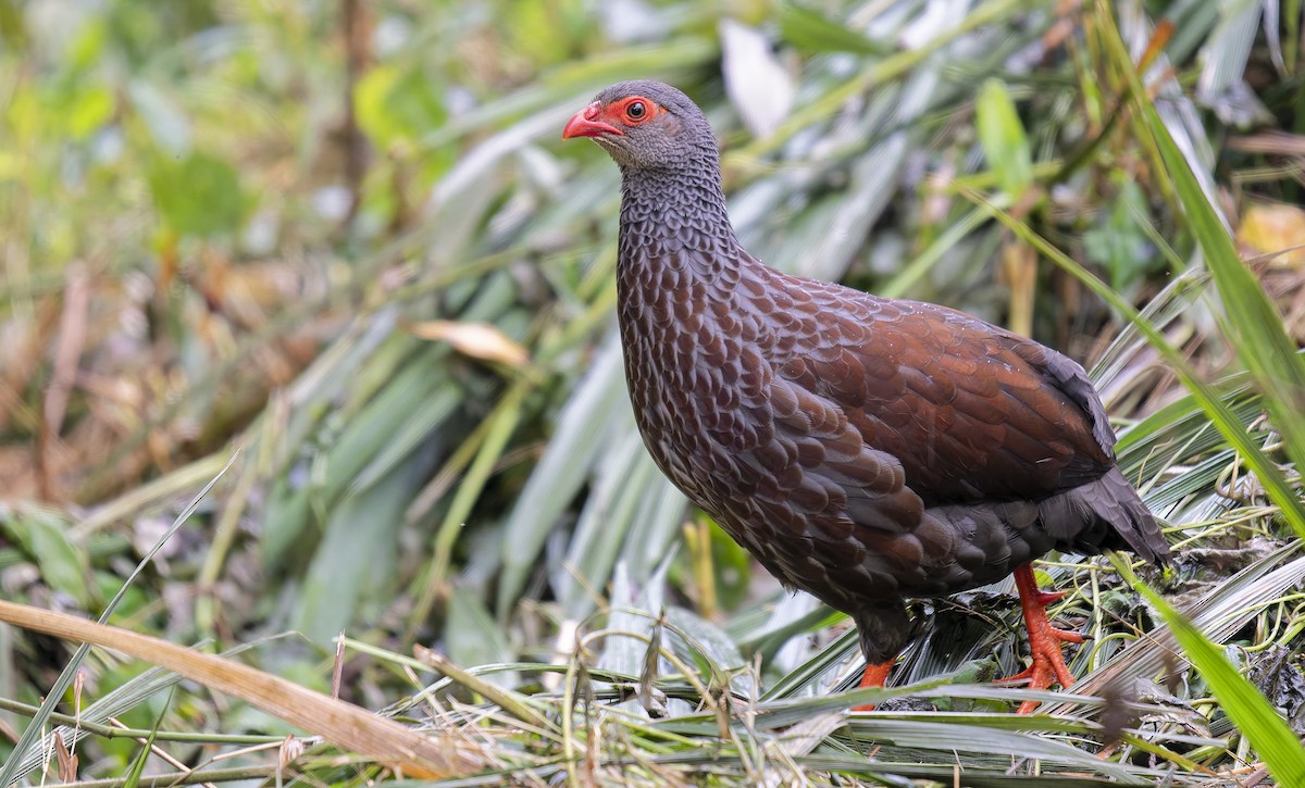 ウツクシシャコ - ML646751156