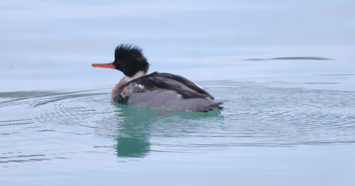 Red-breasted Merganser - ML646751157