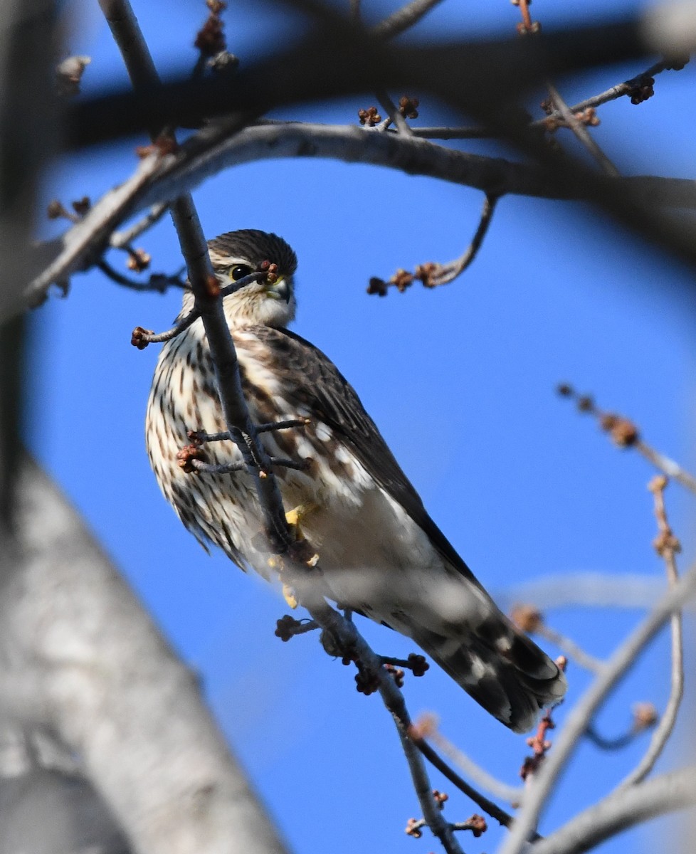 Merlin - ML646751160