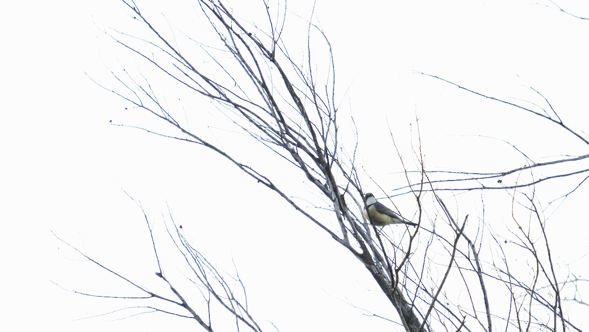 Rufous Whistler - ML646751161