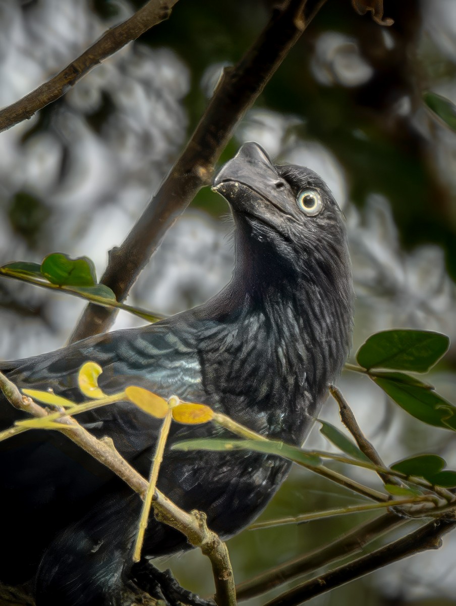 Greater Ani - ML646751162