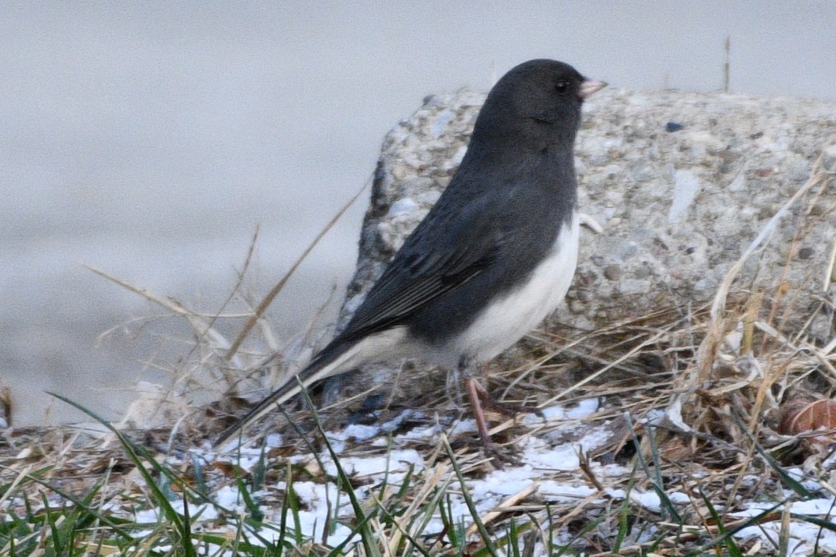 Dark-eyed Junco - ML646751163