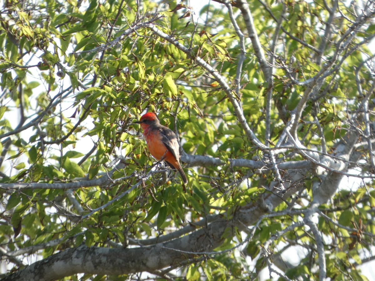 Vermilion Flycatcher - ML646751164