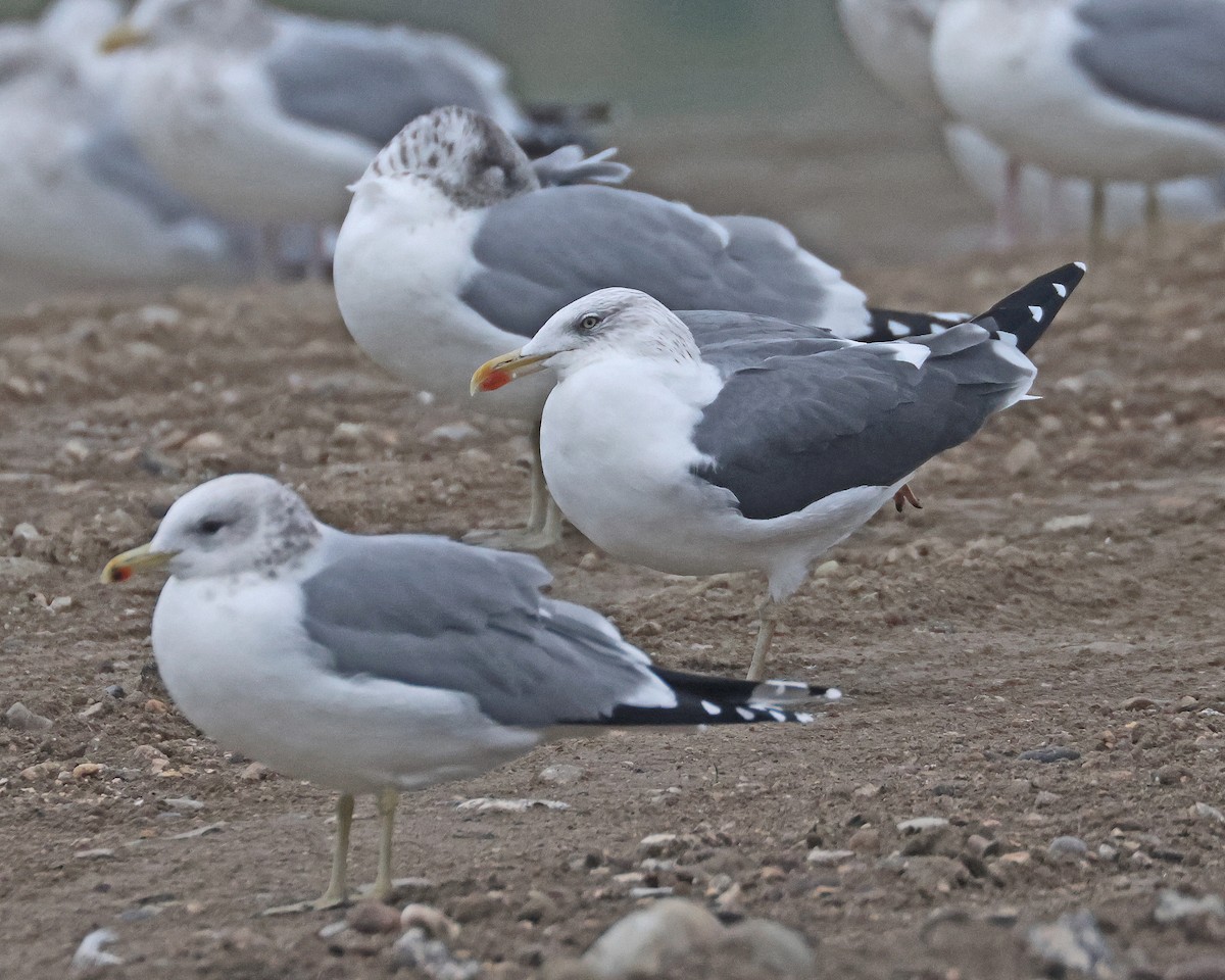 Lesser Black-backed Gull - ML646751165