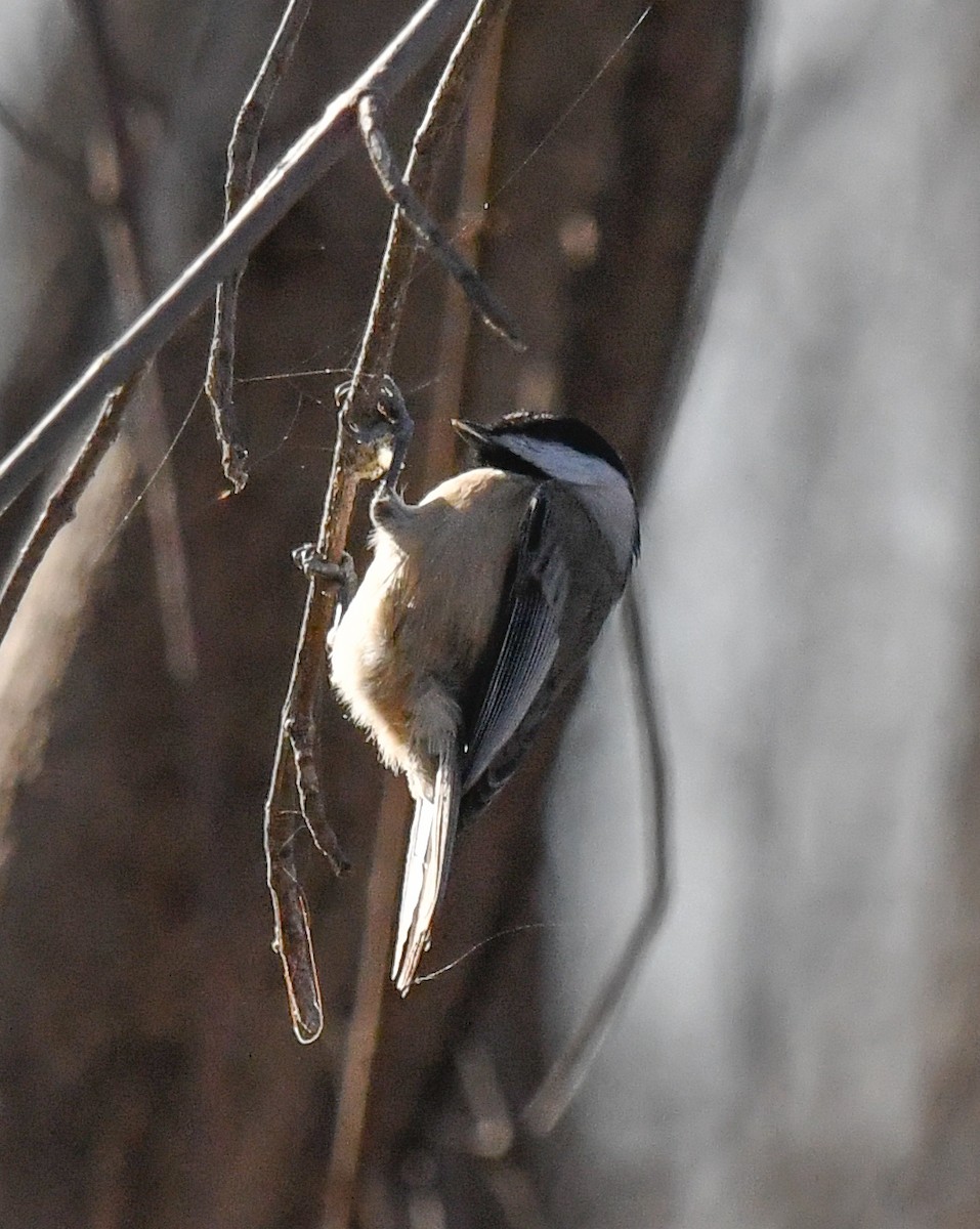 Гаїчка світлокрила - ML646751171