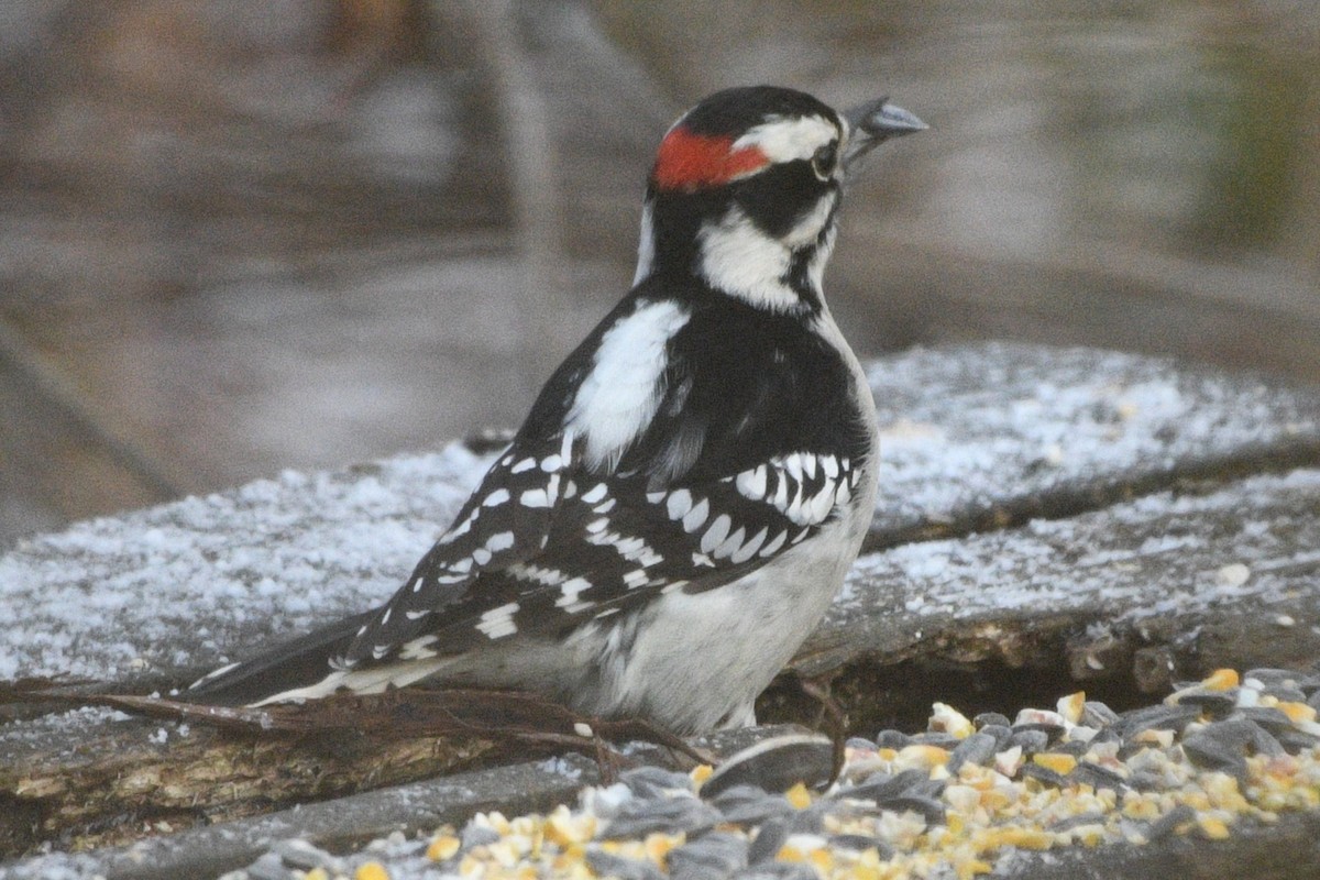 Downy Woodpecker - ML646751175